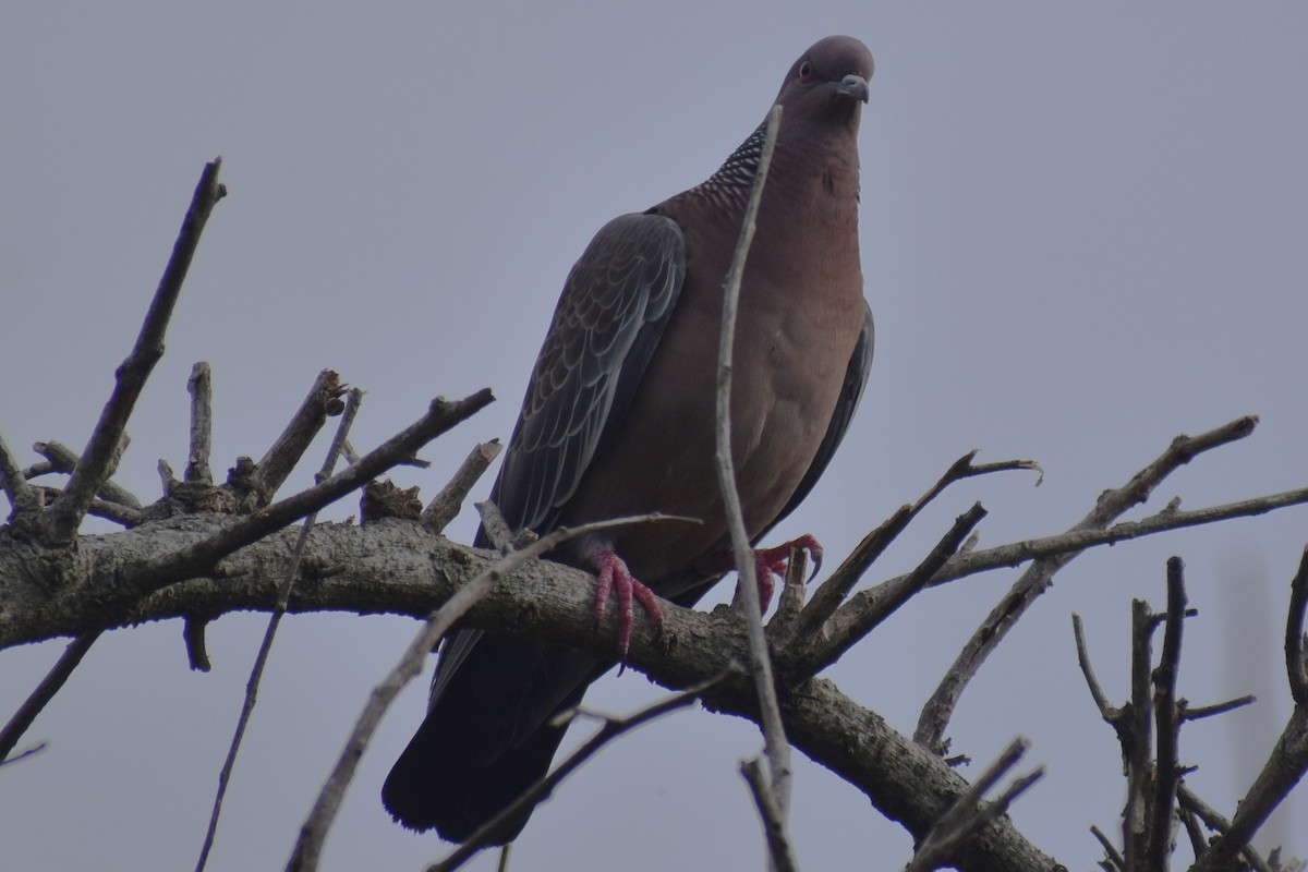 Pikazuro Güvercini - ML646609158