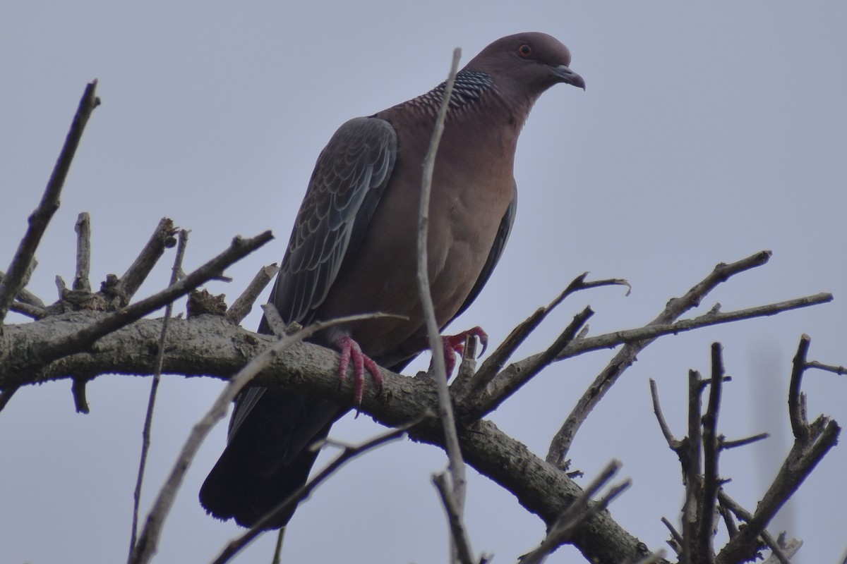 Pikazuro Güvercini - ML646609159