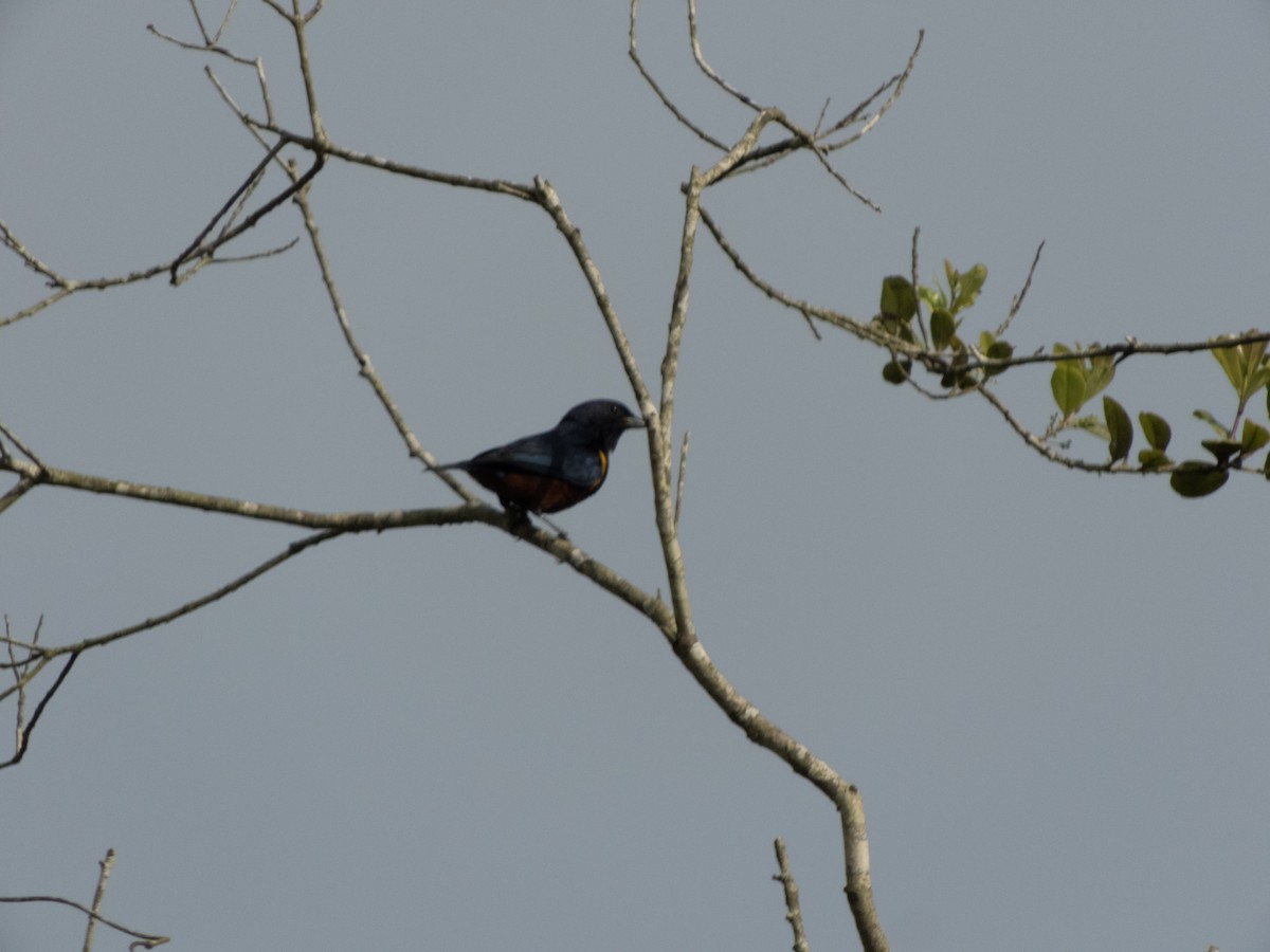Chestnut-bellied Euphonia - ML646609161