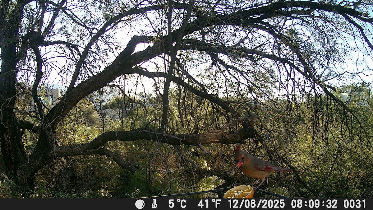 Northern Cardinal/Pyrrhuloxia - ML646609168
