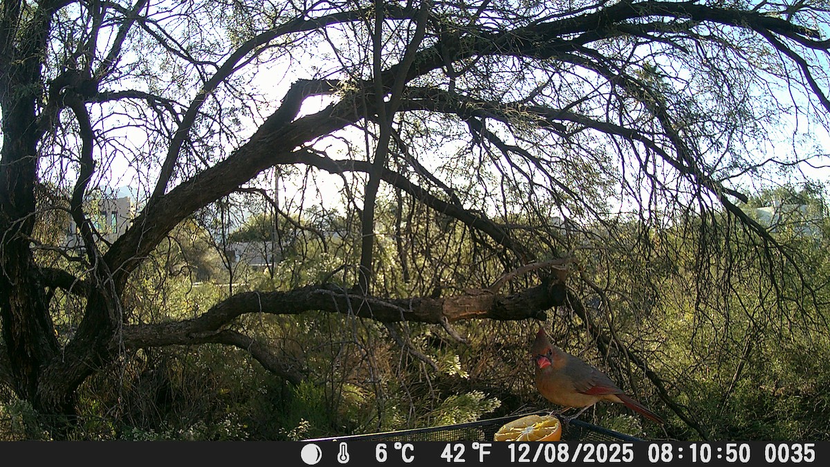 Northern Cardinal/Pyrrhuloxia - ML646609170