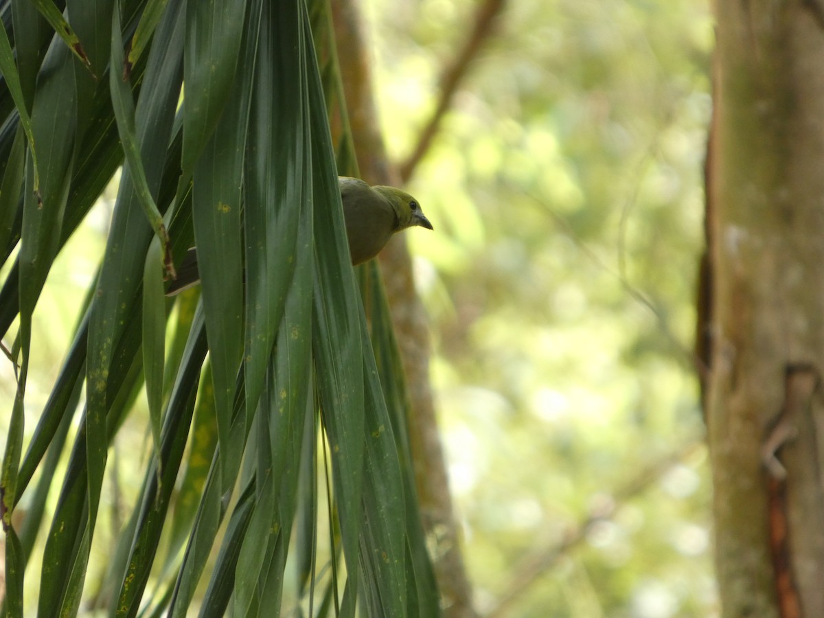 Palm Tanager - ML646609171