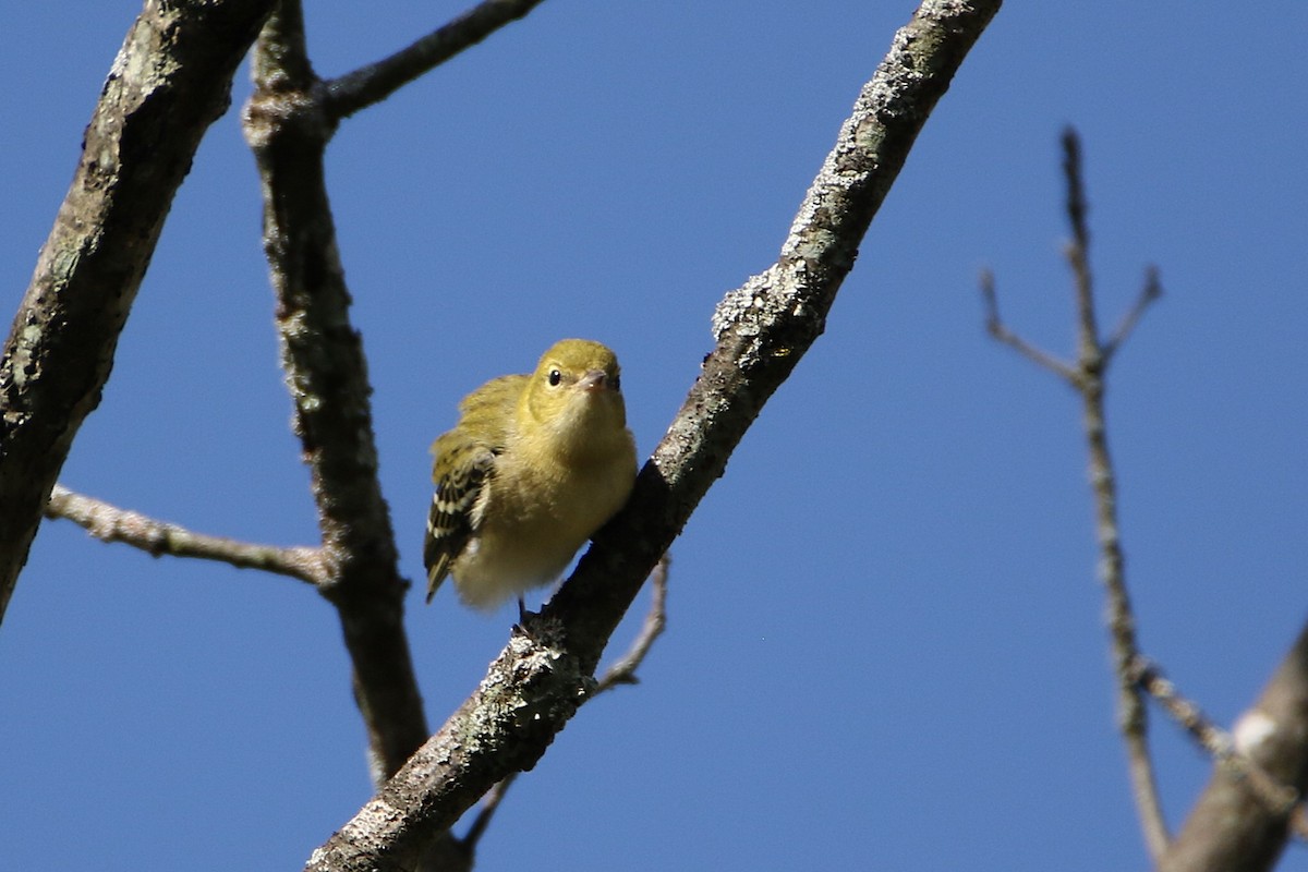 Reinita Castaña - ML646609172