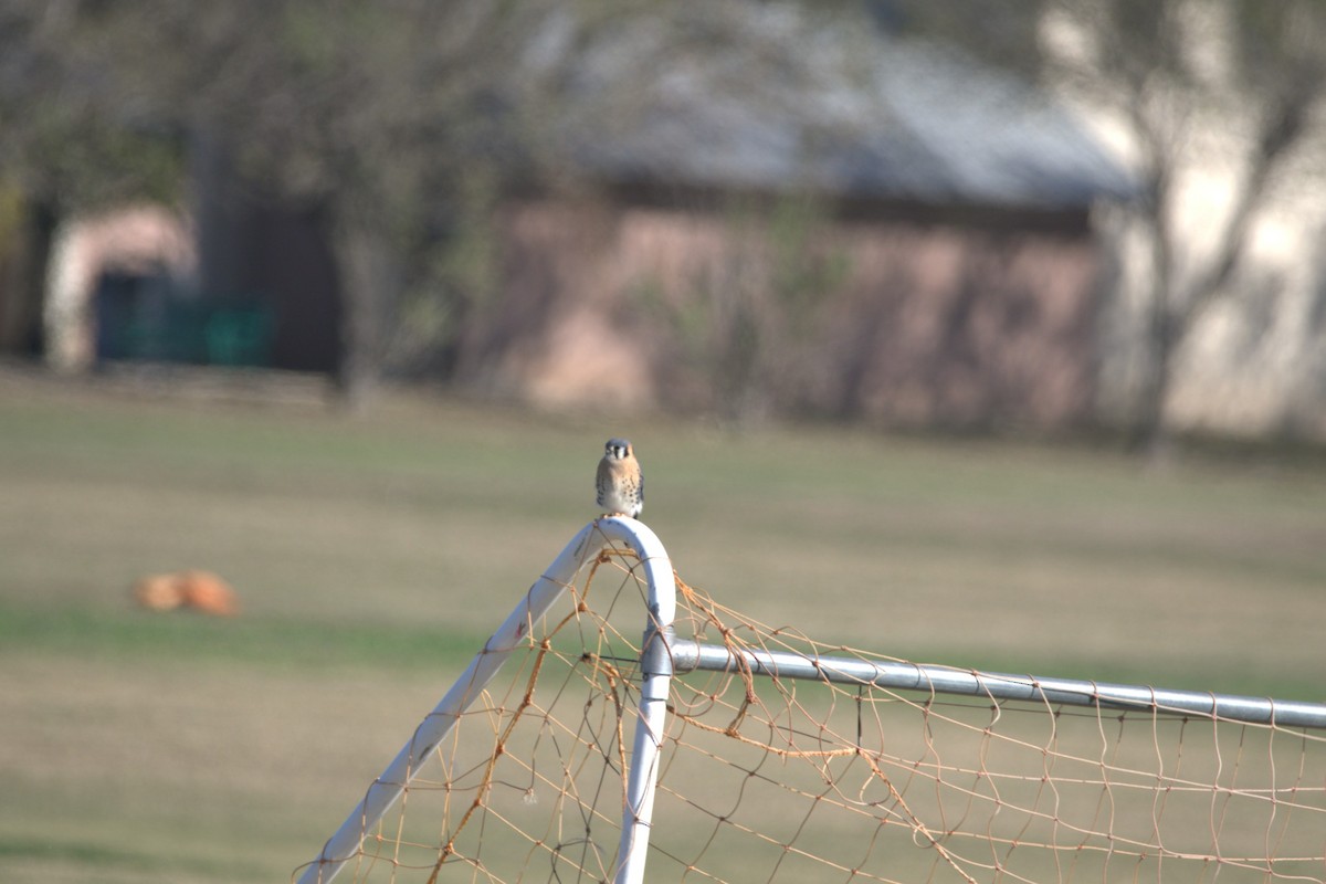 Ala Kerkenez - ML646609173