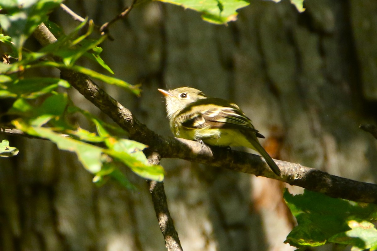 Yellow-bellied Flycatcher - ML646609174