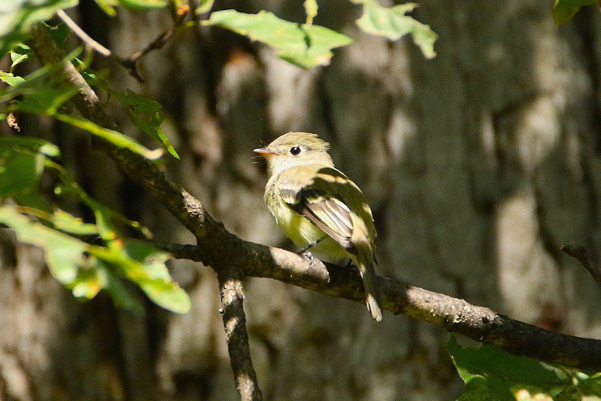 Yellow-bellied Flycatcher - ML646609175