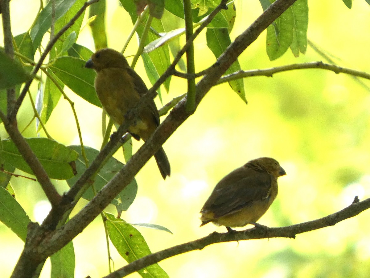 Variable Seedeater - ML646609176
