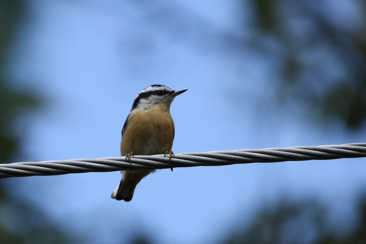 Red-breasted Nuthatch - ML646609178