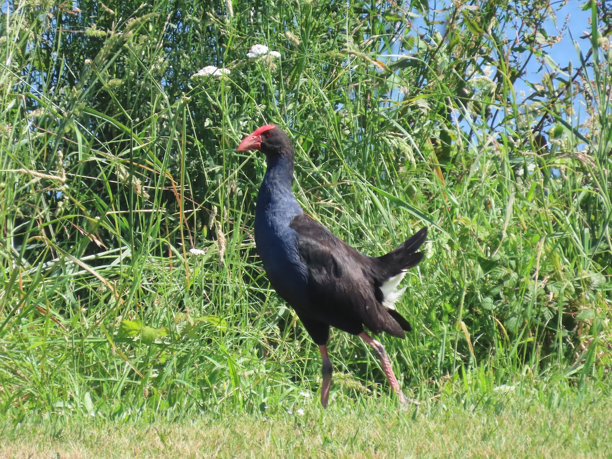 Talève australe - ML646609179