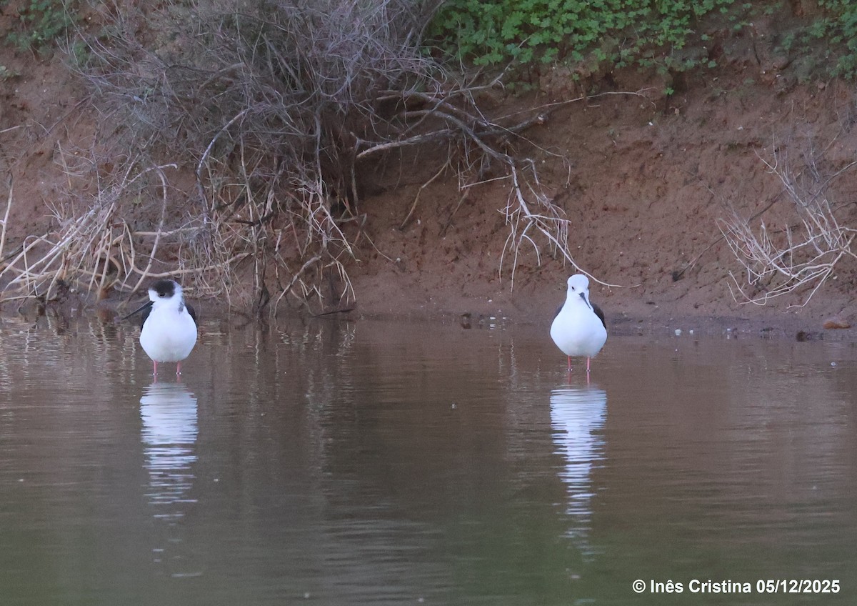 Black-winged Stilt - ML646609180