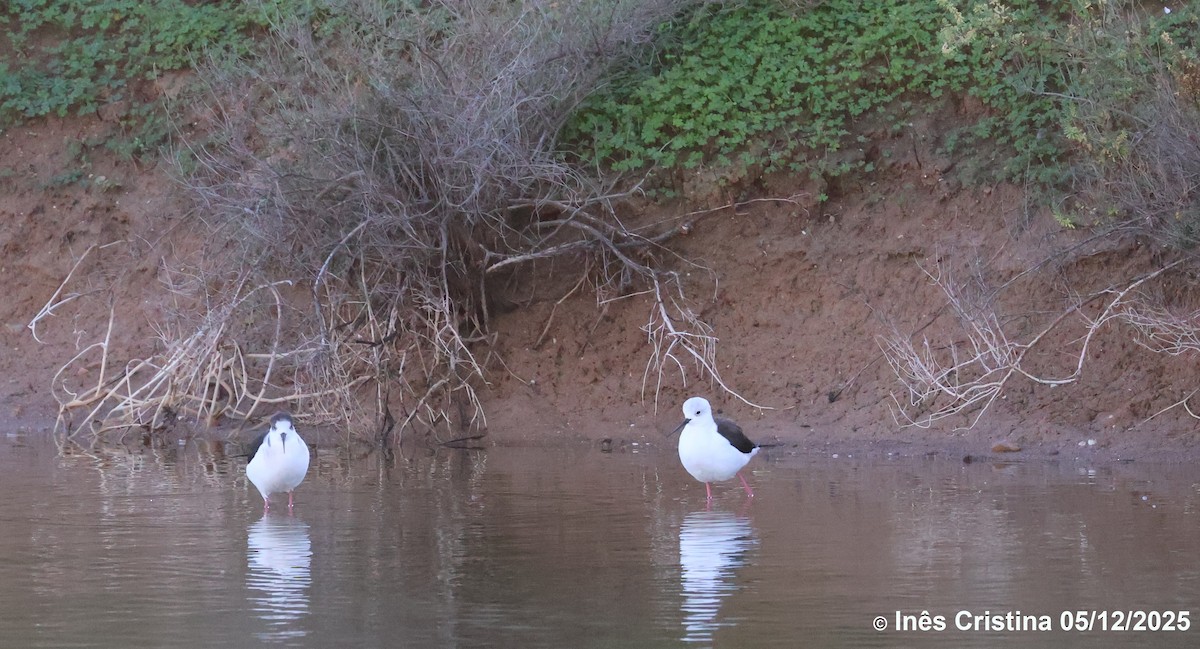 Black-winged Stilt - ML646609181