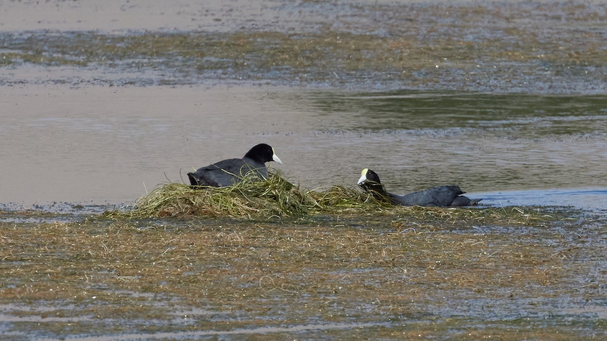 Андская лысуха - ML646609182