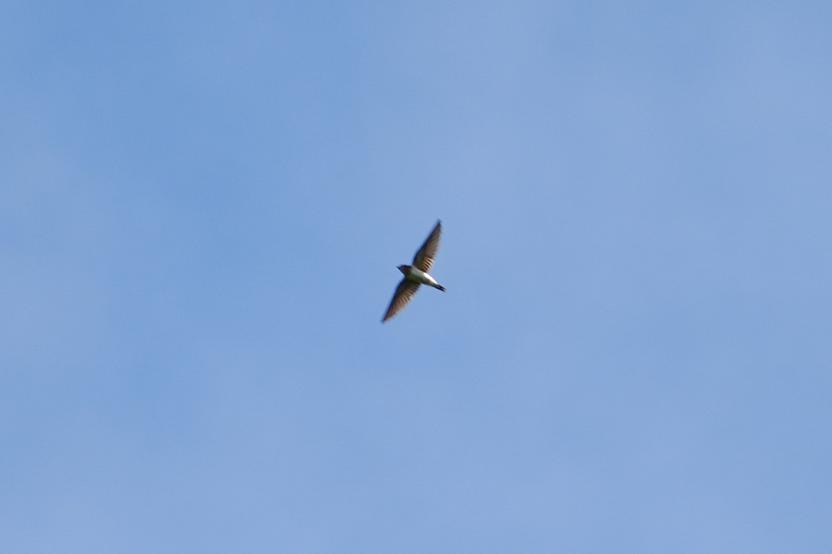 Northern Rough-winged Swallow - ML646609187