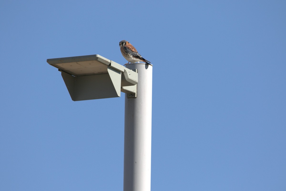 Ala Kerkenez - ML646609188