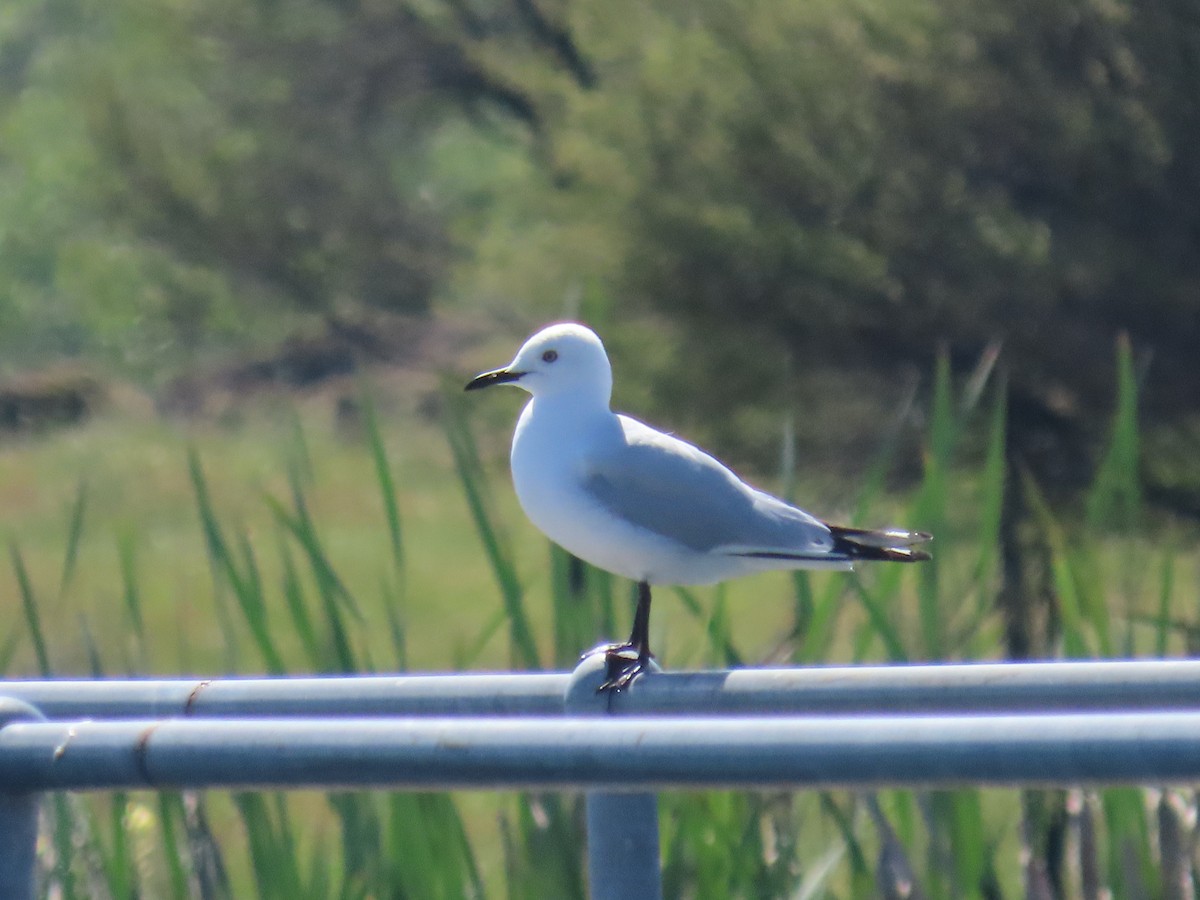 Mouette de Buller - ML646609189
