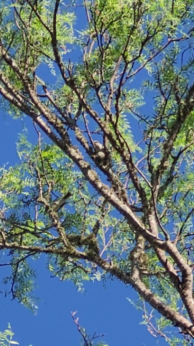 Suiriri Flycatcher - ML646609190