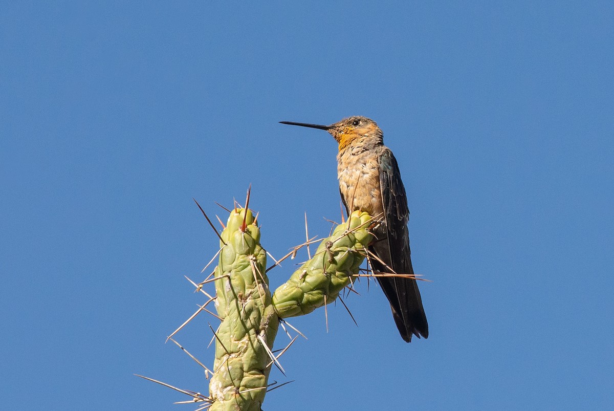 Giant Hummingbird - ML646609191