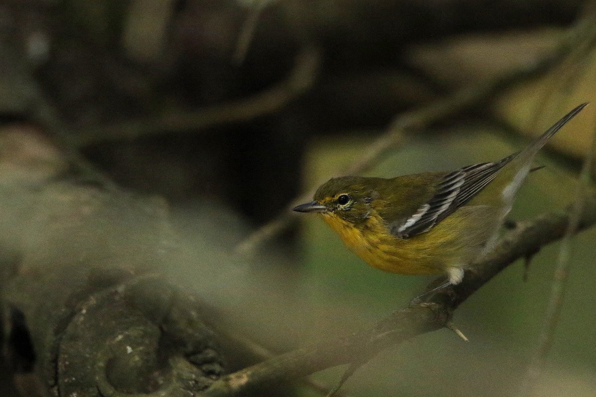 Pine Warbler - ML646609192