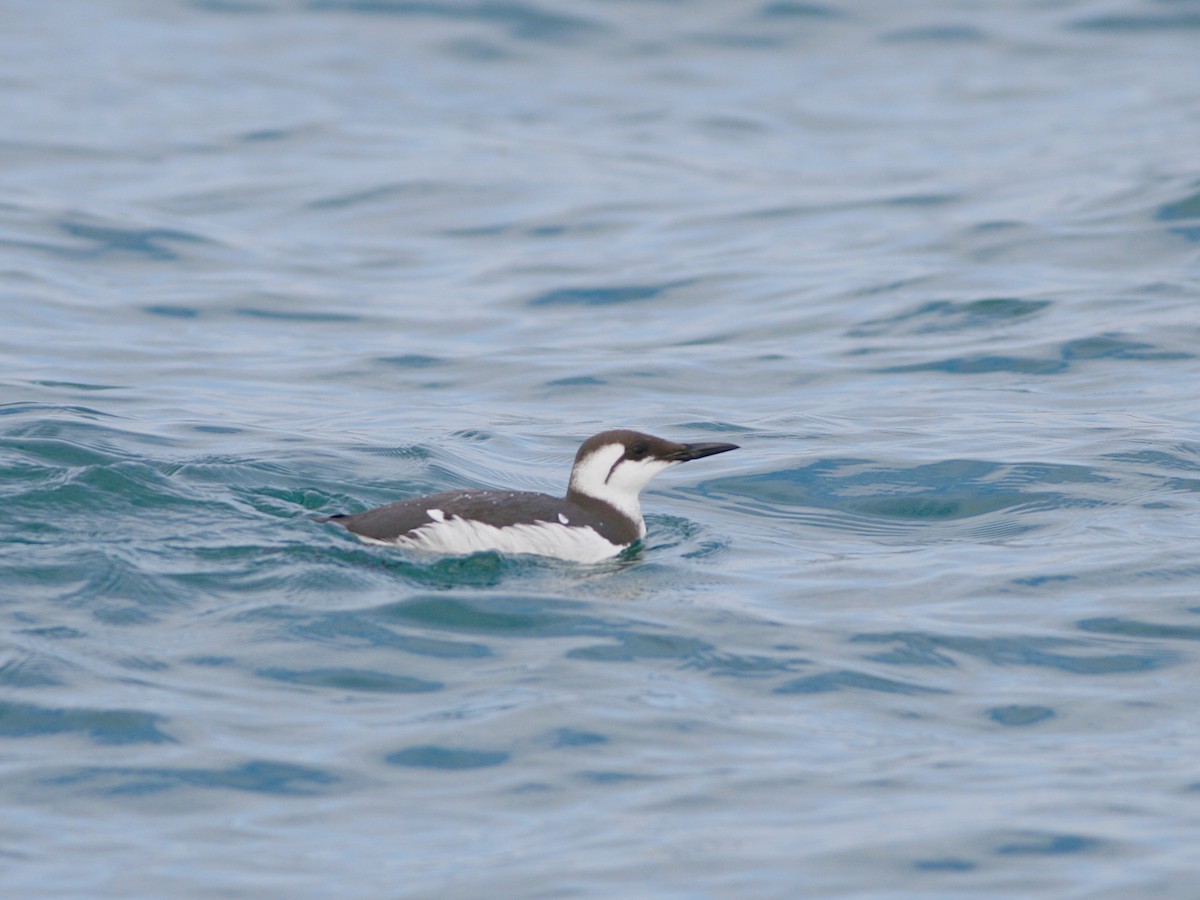 Common Murre - ML646609194