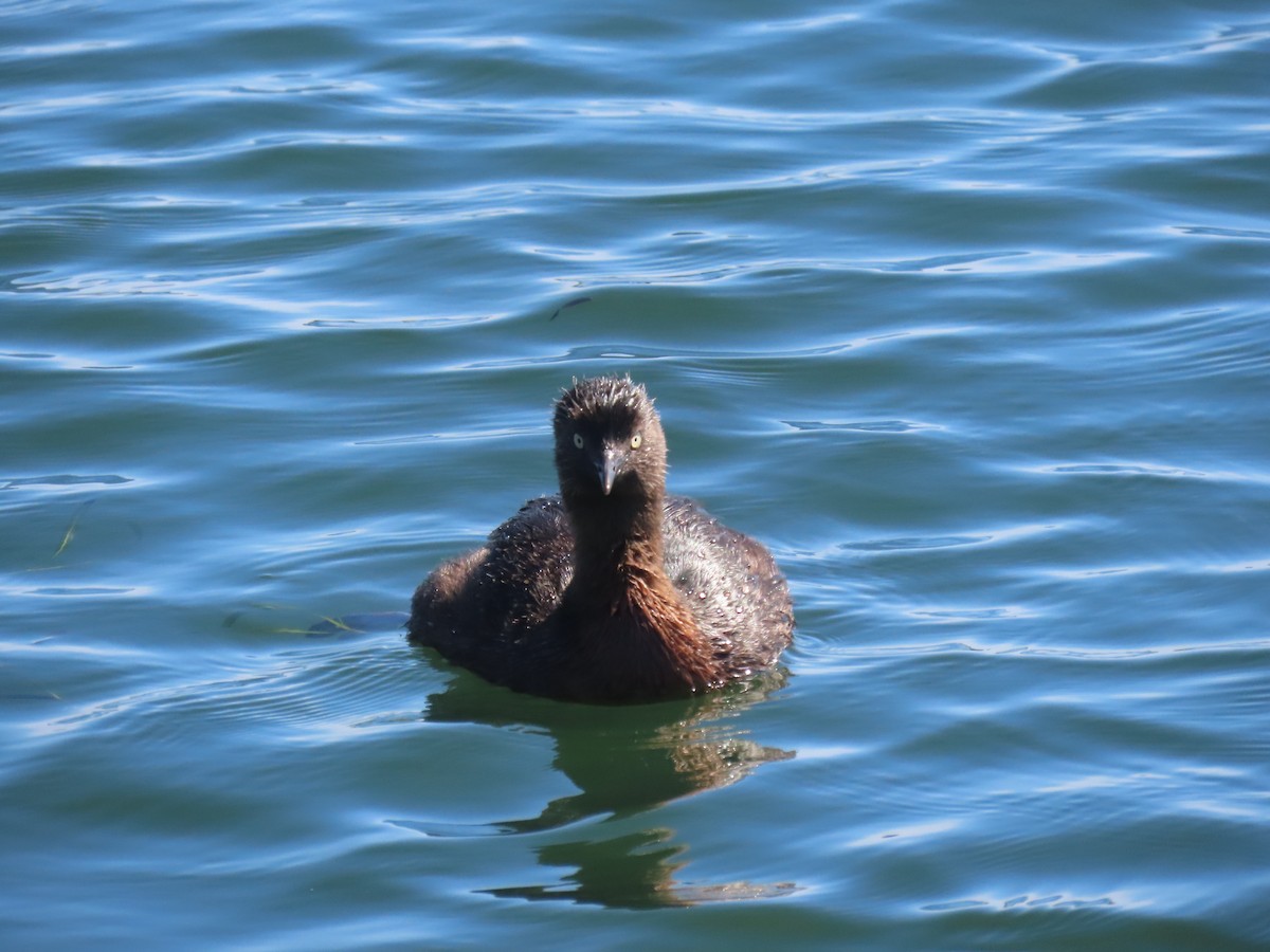 Grèbe de Nouvelle-Zélande - ML646609195