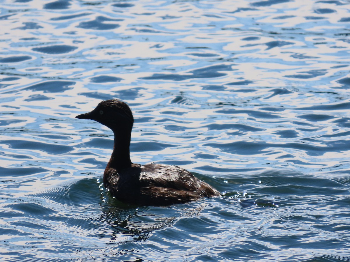 Grèbe de Nouvelle-Zélande - ML646609196