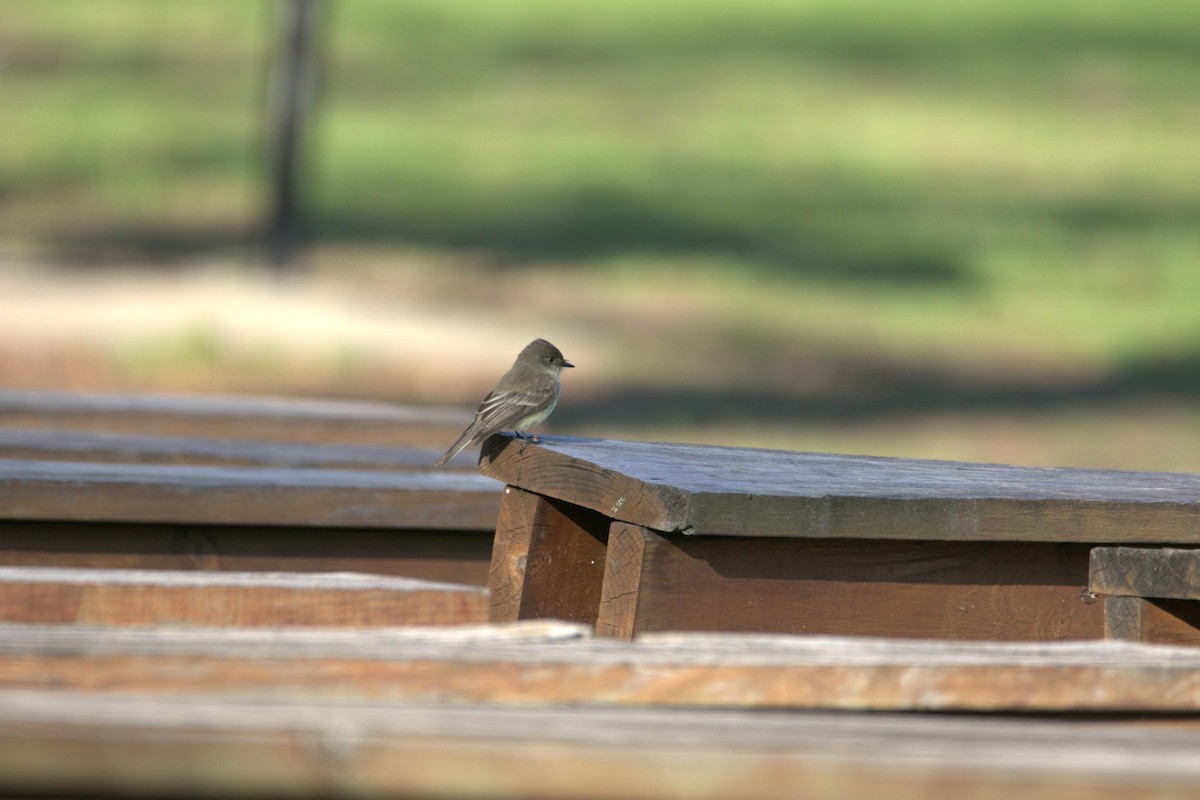 Ak Karınlı Fibi - ML646609197