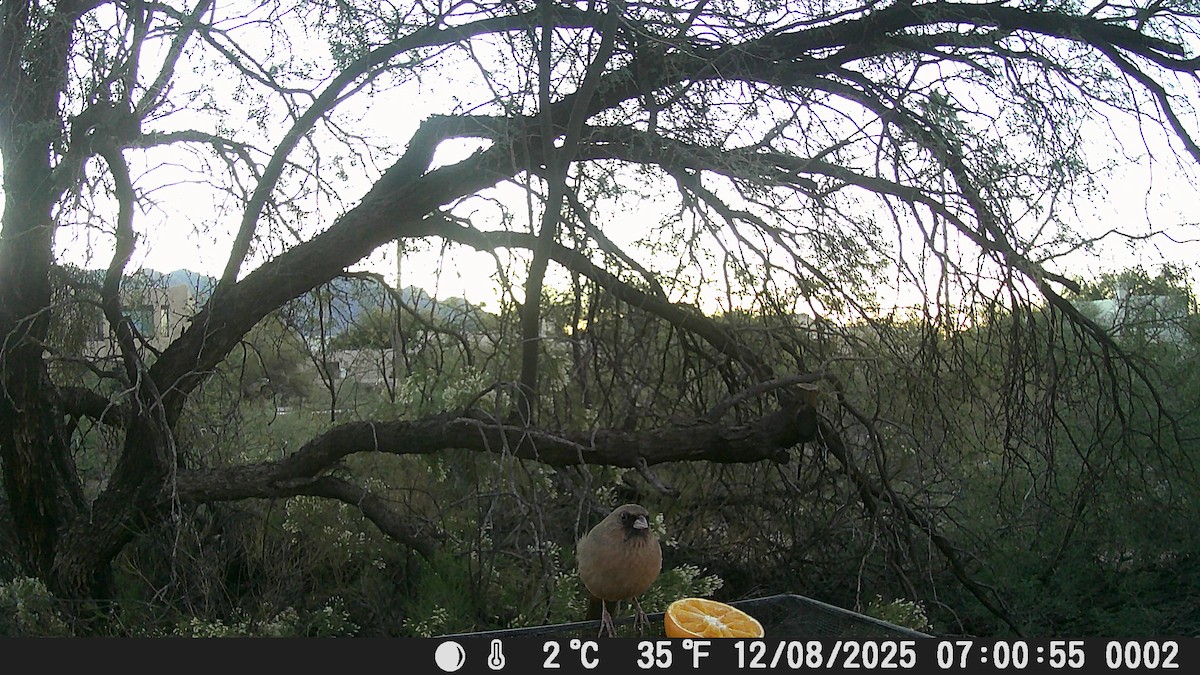 Abert's Towhee - ML646609198