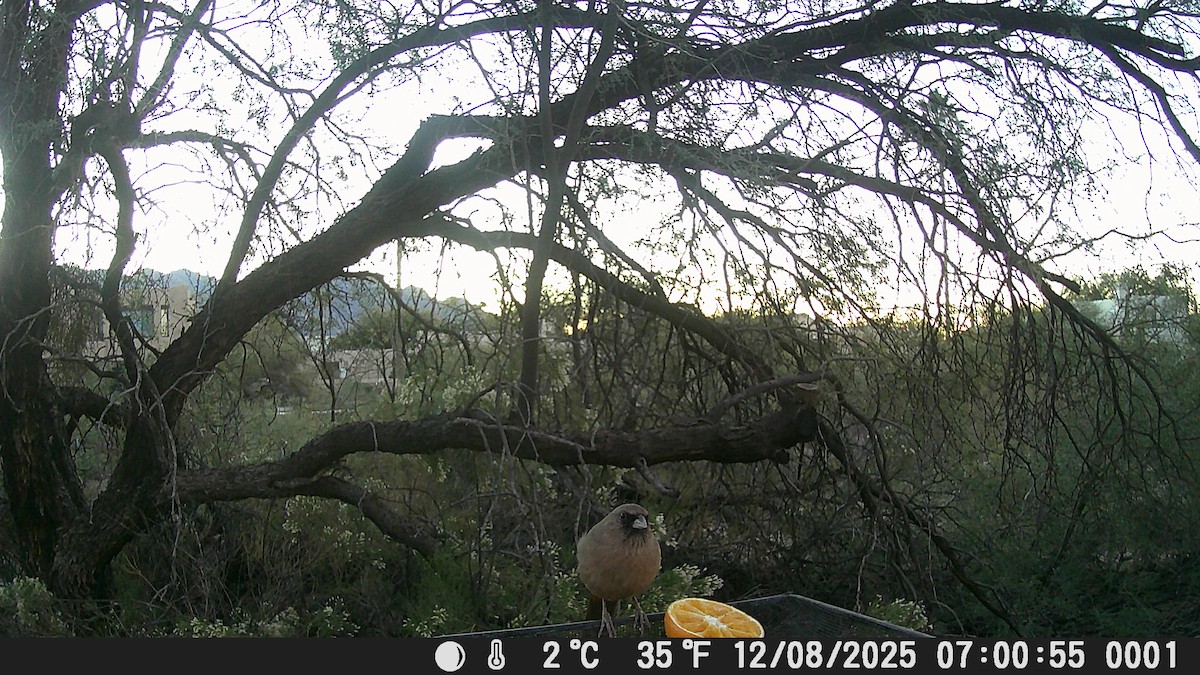 Abert's Towhee - ML646609199