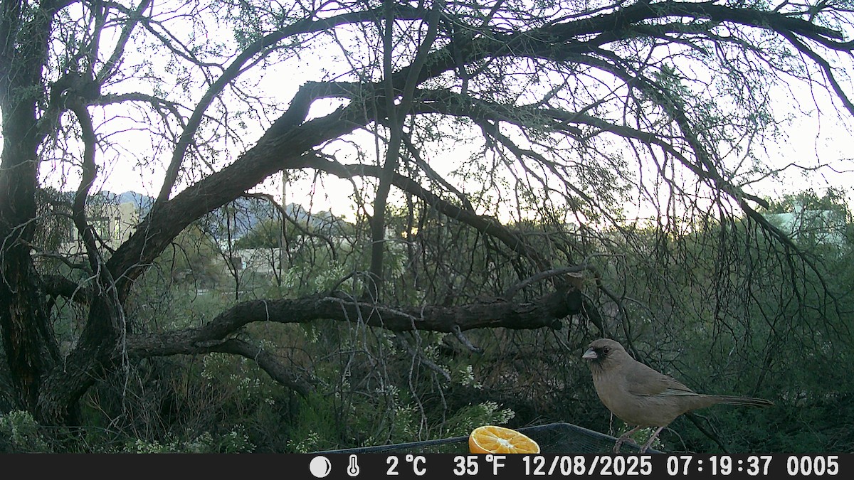 Abert's Towhee - ML646609202