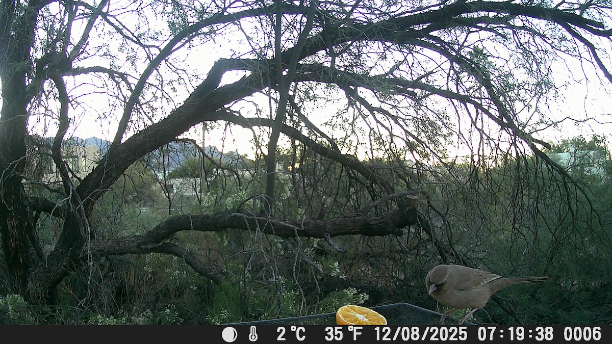 Abert's Towhee - ML646609204