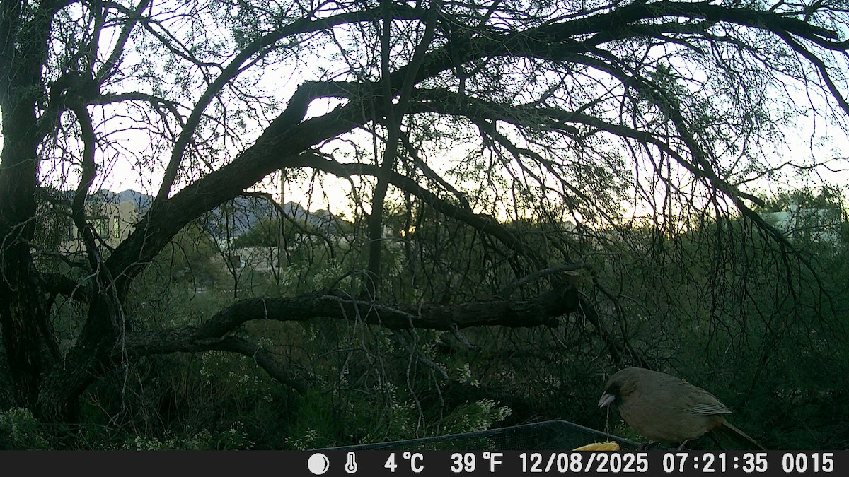 Abert's Towhee - ML646609207