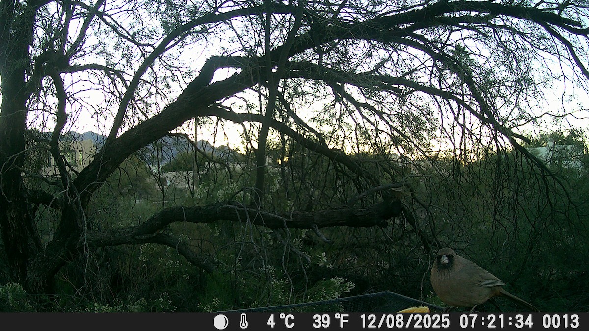 Abert's Towhee - ML646609209