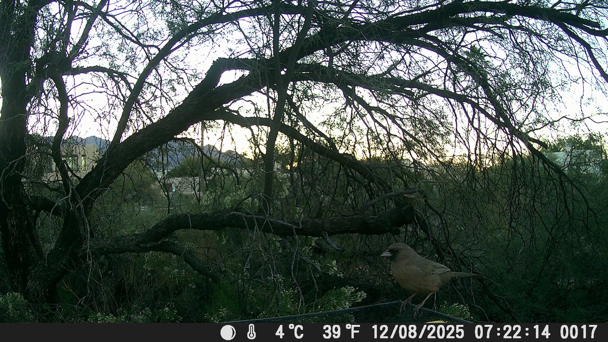 Abert's Towhee - ML646609211