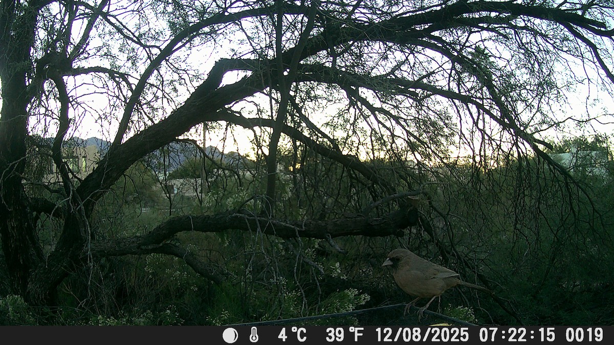Abert's Towhee - ML646609212