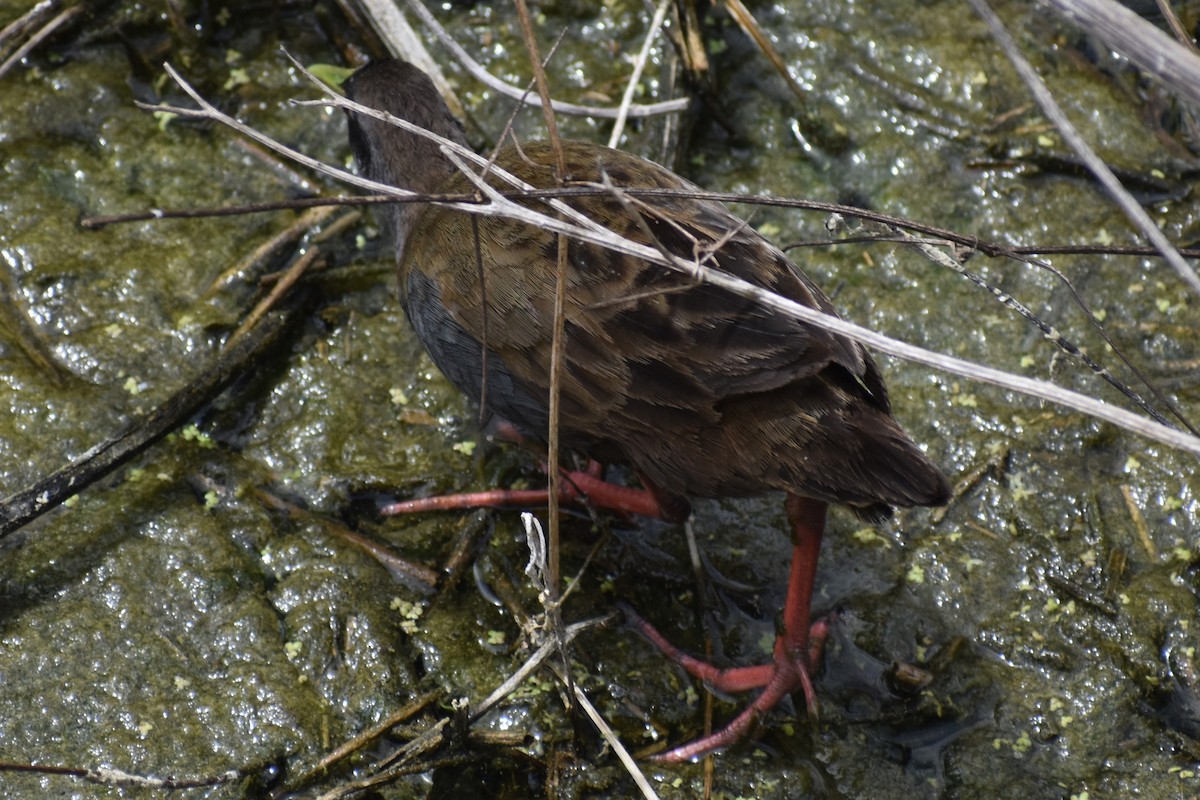 Kurşuni Sukılavuzu - ML646609213