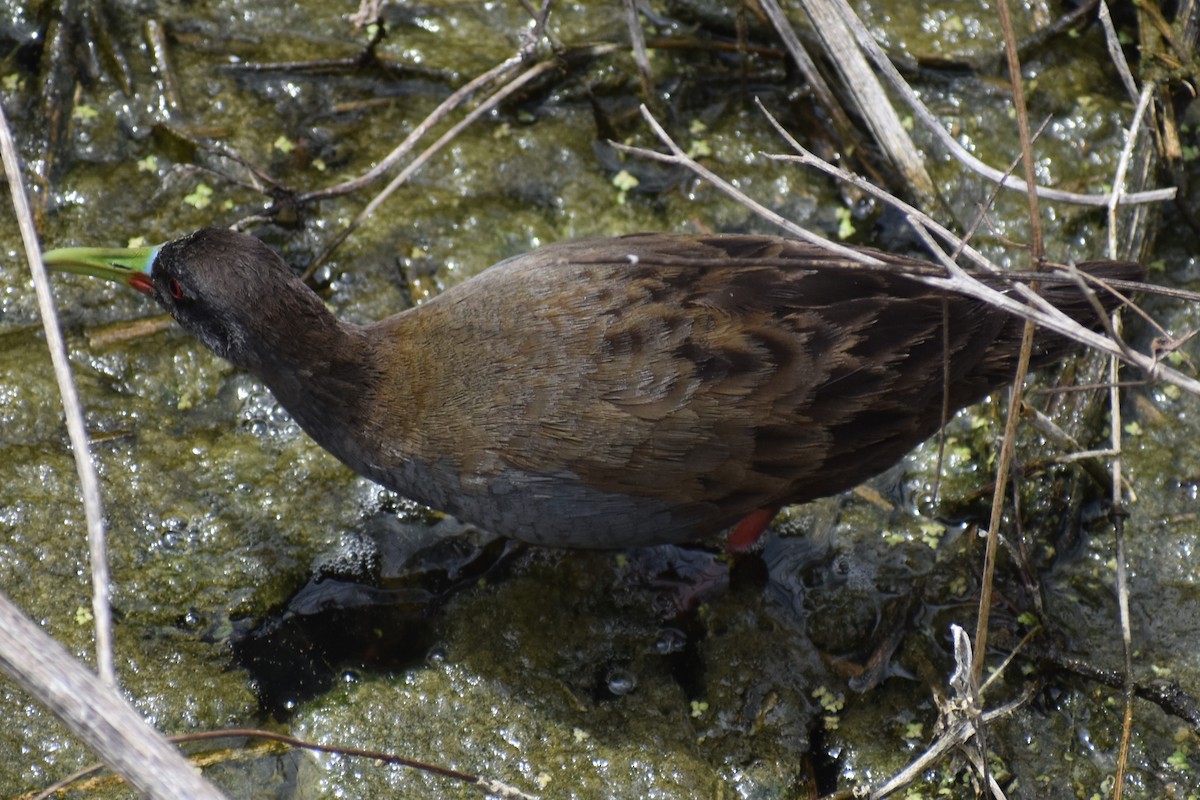 Kurşuni Sukılavuzu - ML646609214