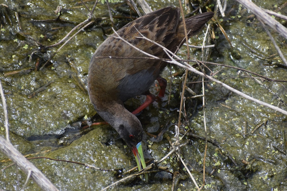 Plumbeous Rail - ML646609215