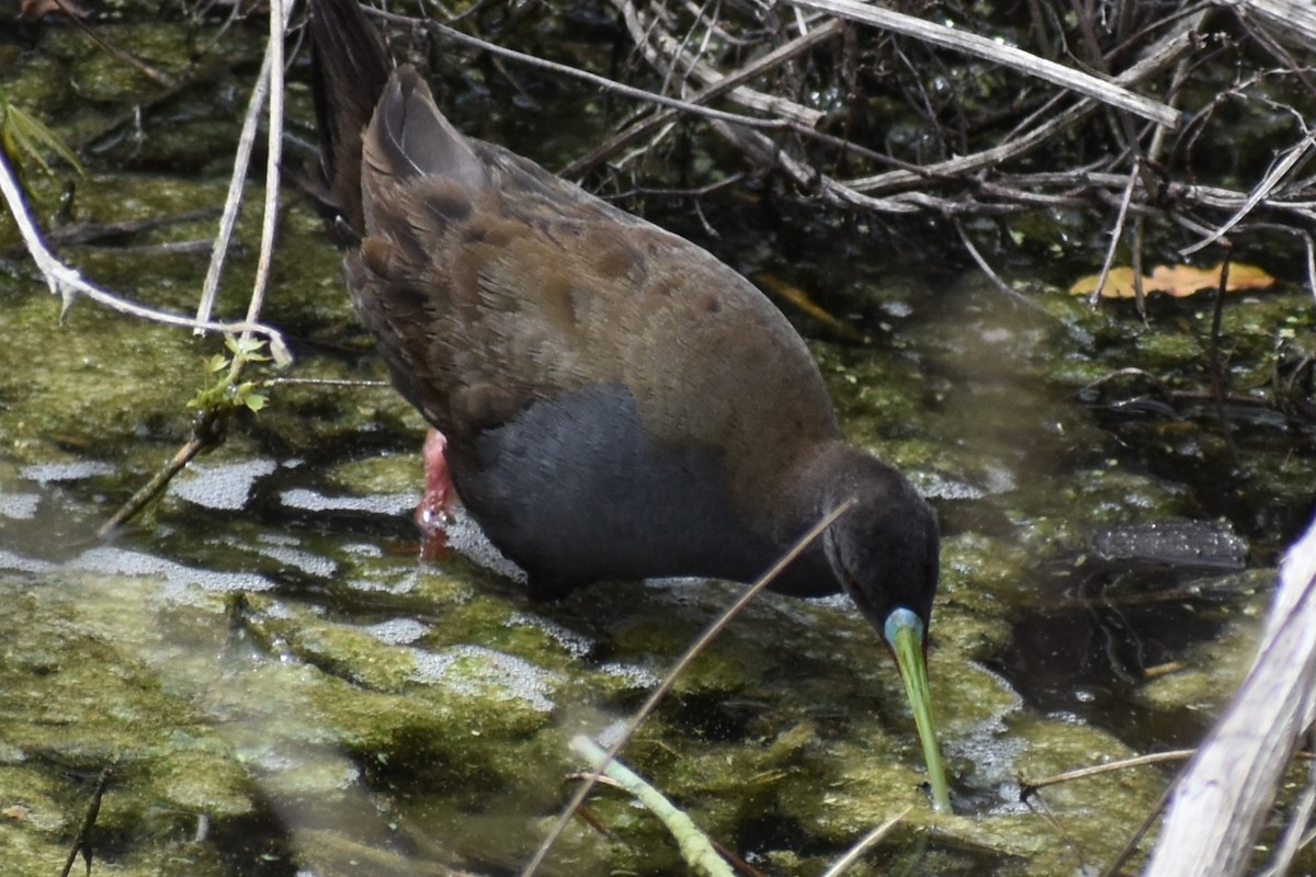 Kurşuni Sukılavuzu - ML646609216