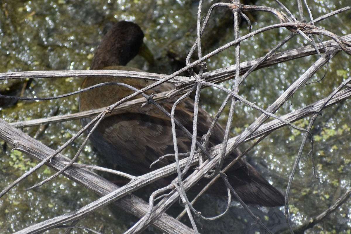 Plumbeous Rail - ML646609217