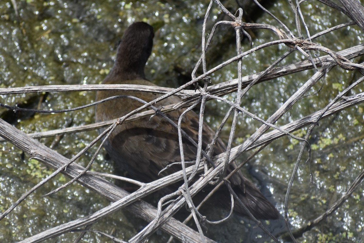 Kurşuni Sukılavuzu - ML646609218