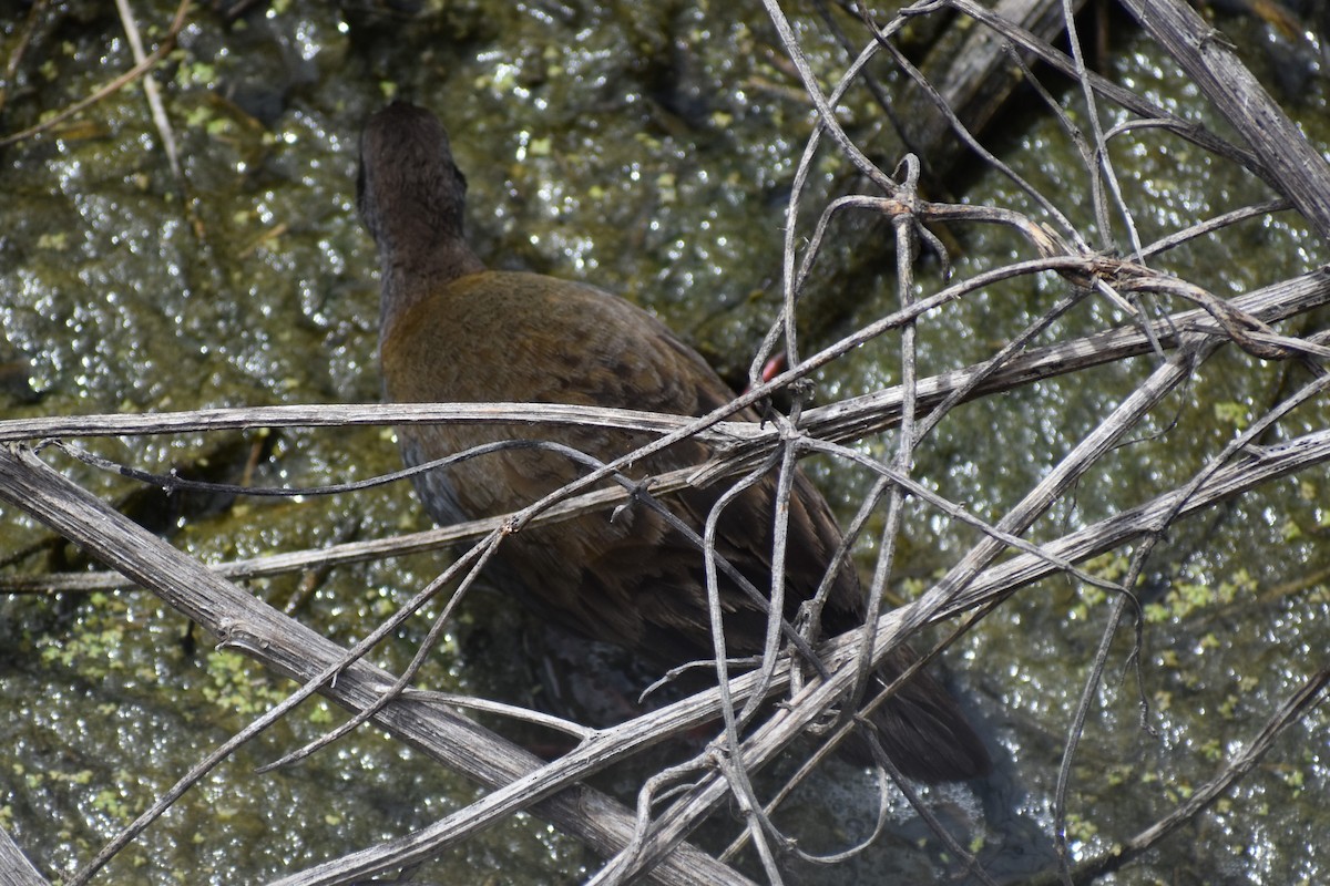 Plumbeous Rail - ML646609219