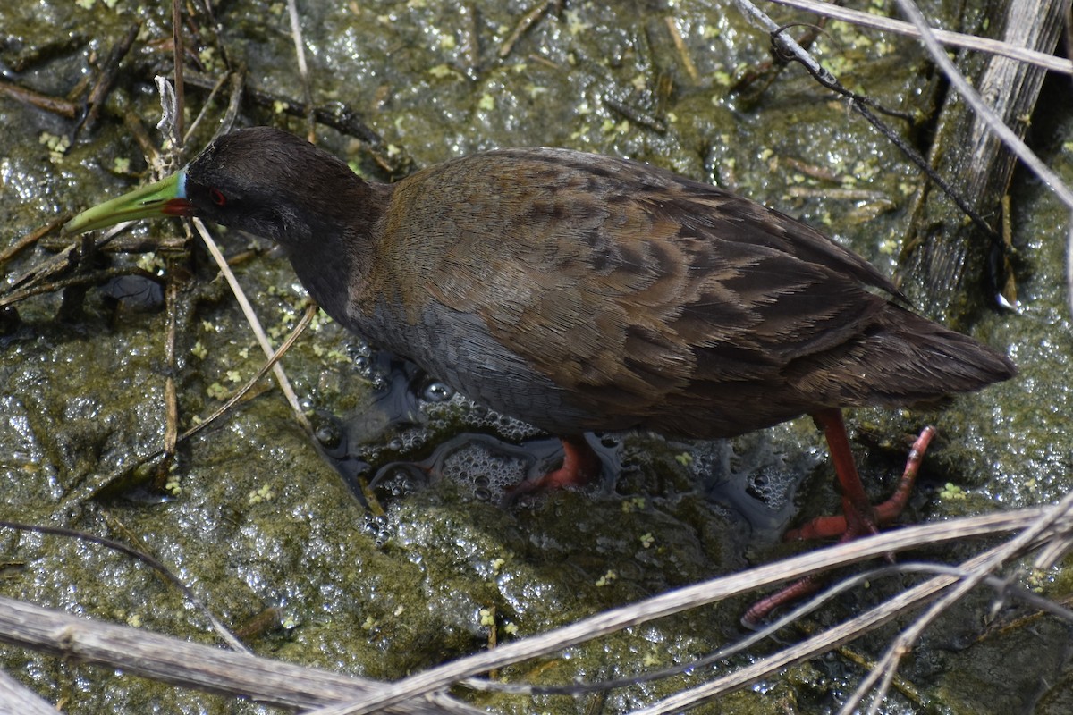 Plumbeous Rail - ML646609220