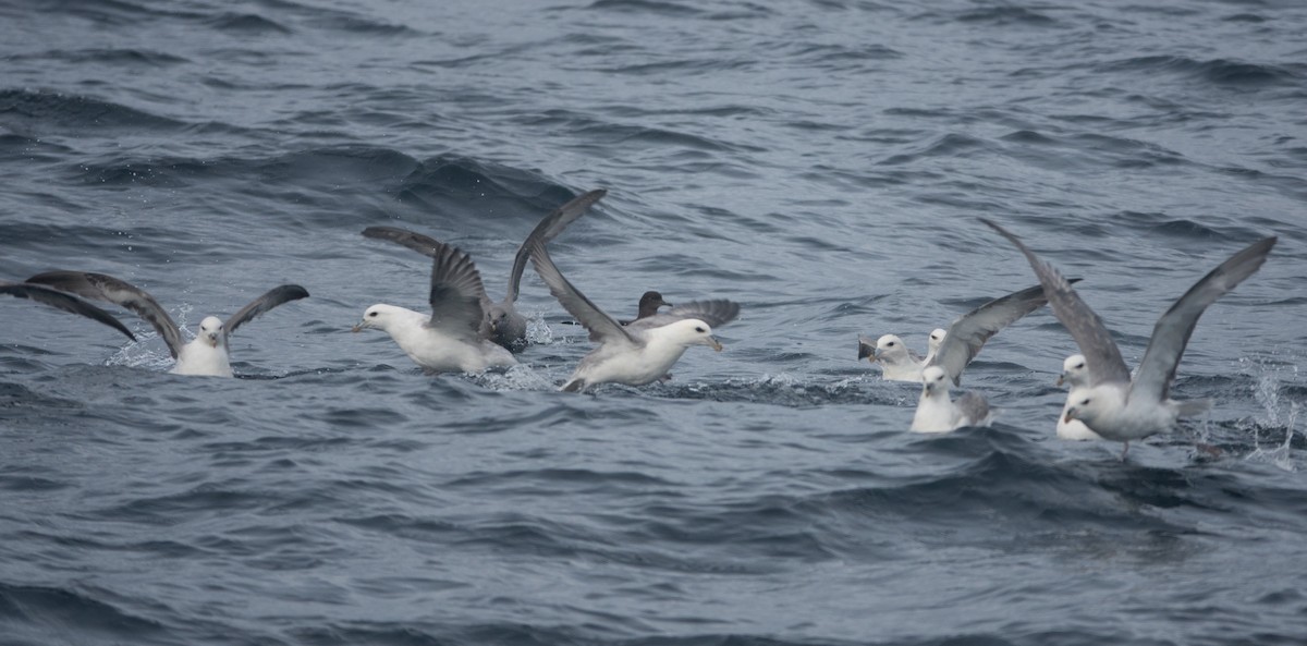 Northern Fulmar - ML646609222