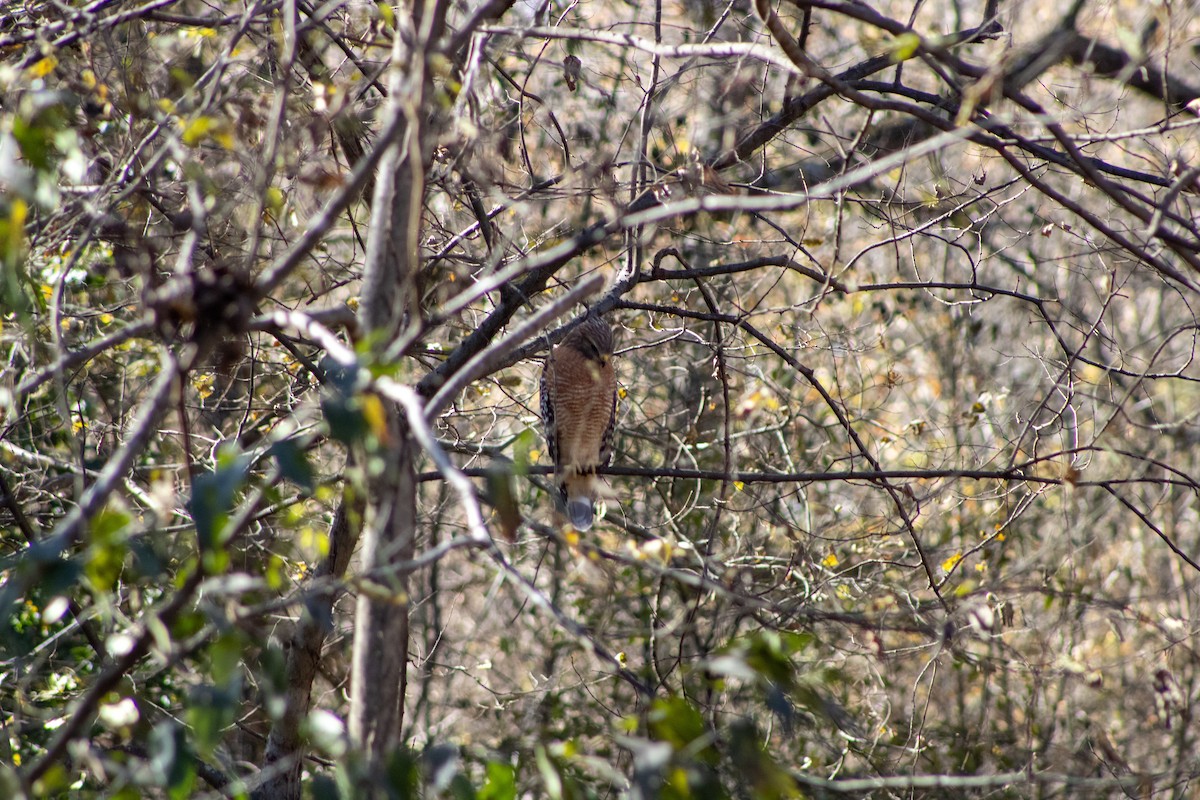 Cooper's Hawk - ML646609223