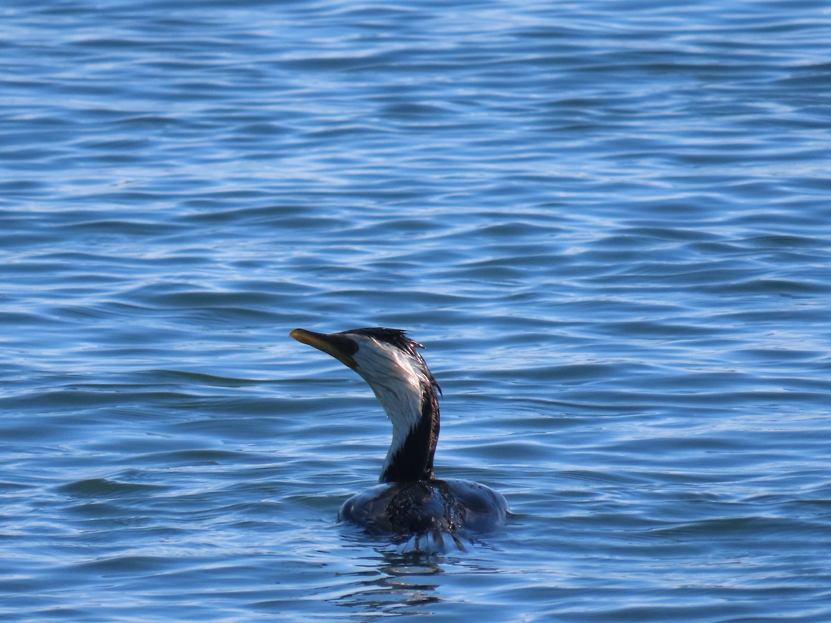 Cormoran pie - ML646609224