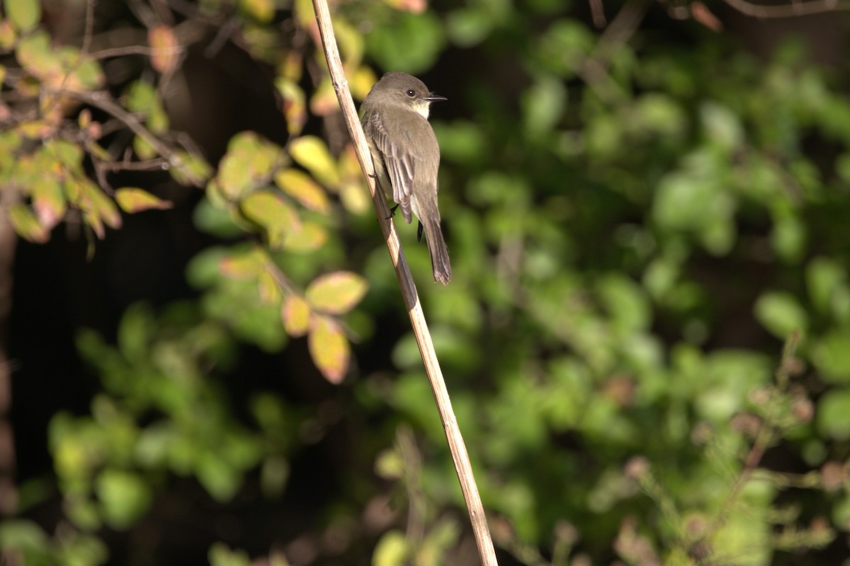 Eastern Phoebe - ML646609225