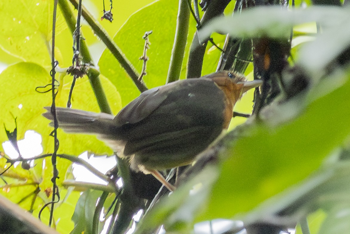 Coraya Wren - ML646609226