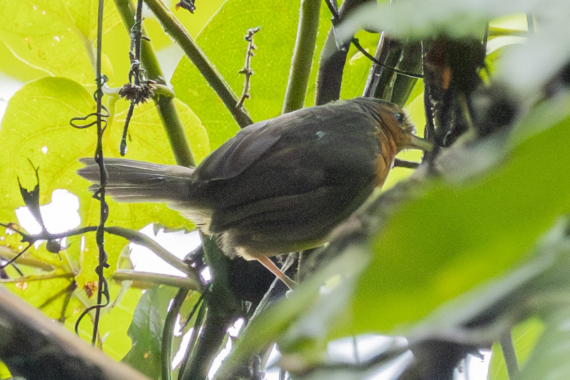 Coraya Wren - ML646609227