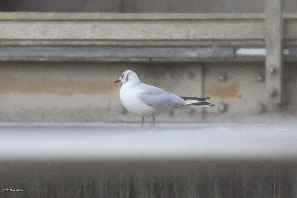 Black-headed Gull - ML646609229