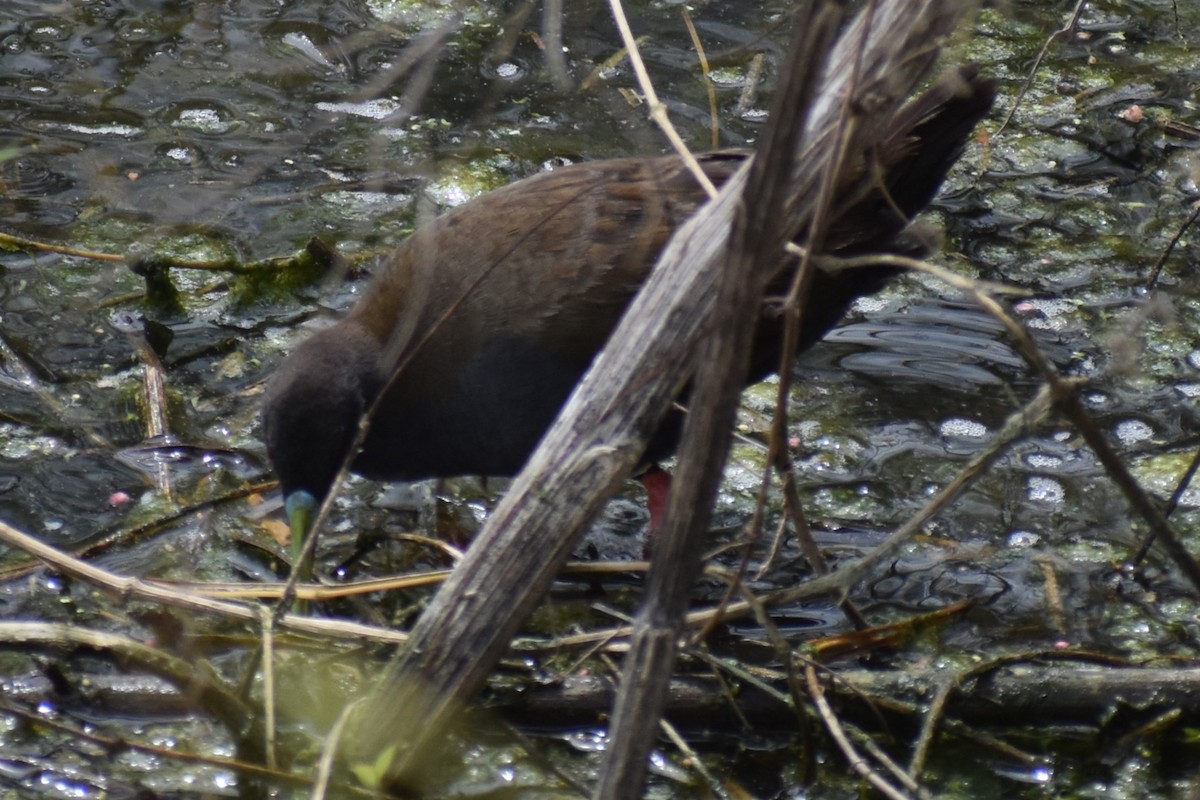 Plumbeous Rail - ML646609230